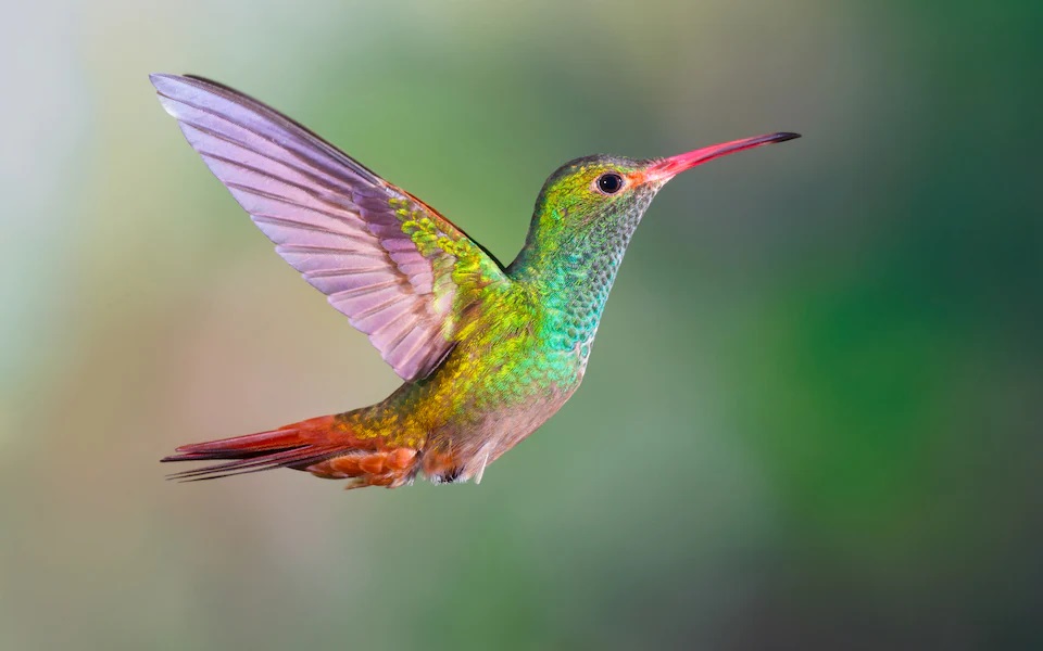 rufous-tailed-hummingbird.jpg